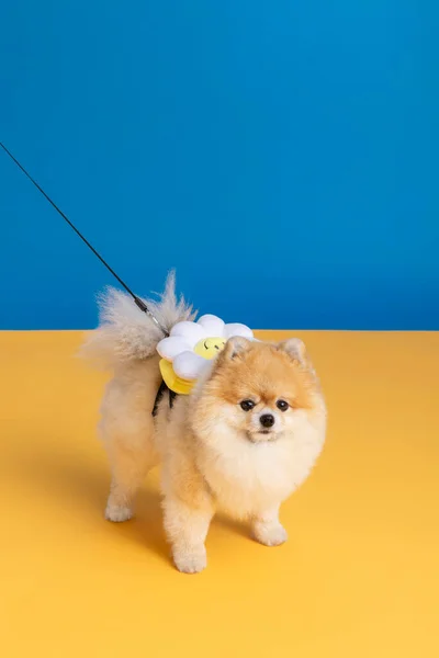 Cute Pomeranian Dog Lead Leash — Fotografia de Stock