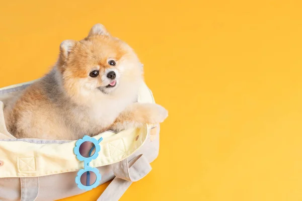 Cute Pomeranian Dog Luggage Bag Pet Travel Concept — Φωτογραφία Αρχείου