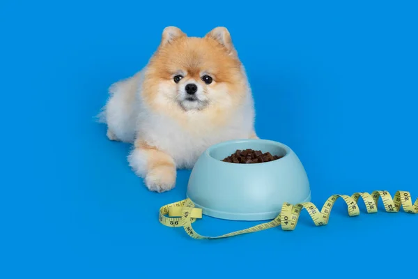 Cute Pomeranian Dog Pet Food Diet — Stockfoto