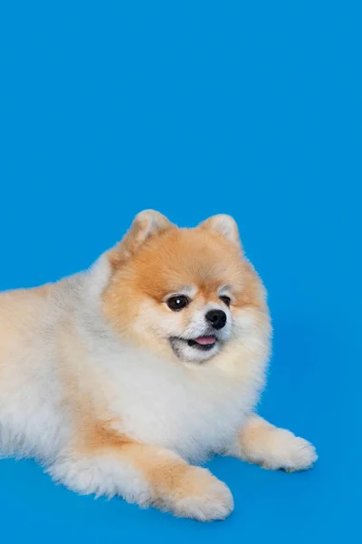 Cute Pomeranian Dog Studio Background —  Fotos de Stock