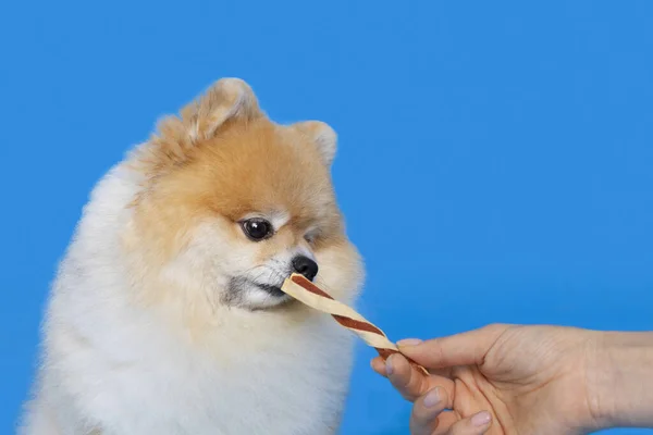 Cute Pomeranian Dog Eating Snacks Treats — Stock Photo, Image