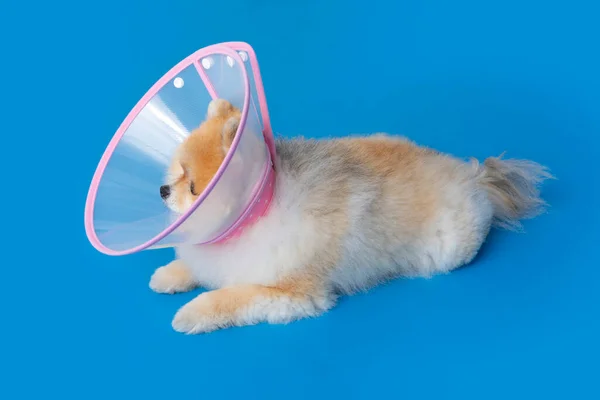 cute pomeranian dog with a collar accessory