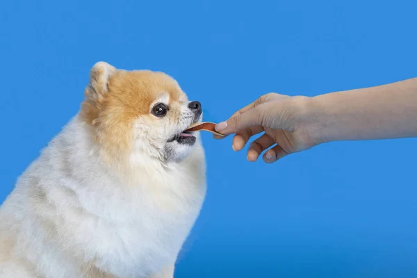cute pomeranian dog with snacks, treats