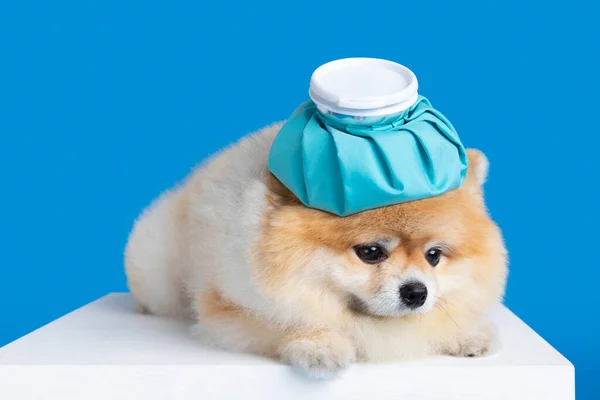 Cute Pomeranian Dog Fever Cold Shot Ice Bag — Stockfoto