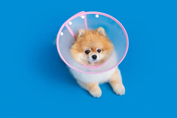 Cute Pomeranian Dog Collar Accessory — Fotografia de Stock