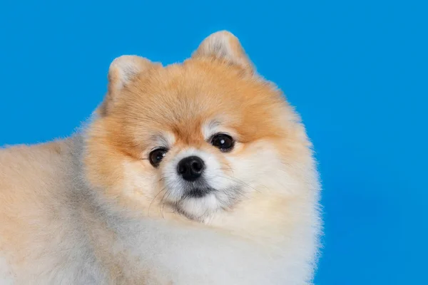 a cute pomeranian dog against studio background
