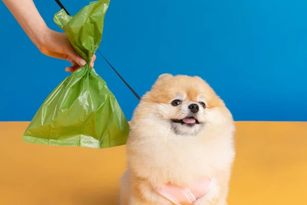 Cute Pomeranian Dog Poop Bag — Stock Photo, Image