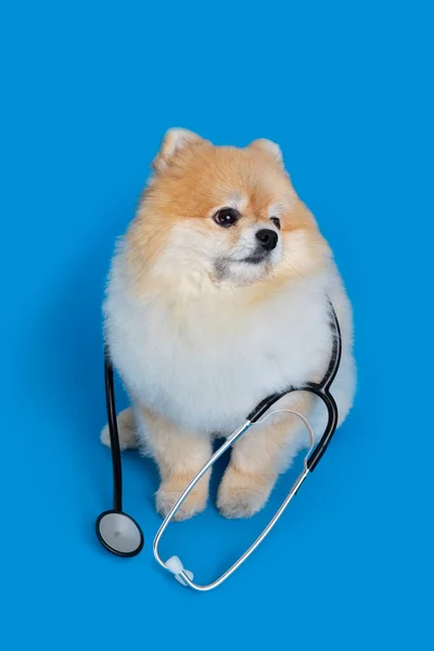 Bonito Pomeranian Cão Estetoscópio Pet Conceito Médico — Fotografia de Stock
