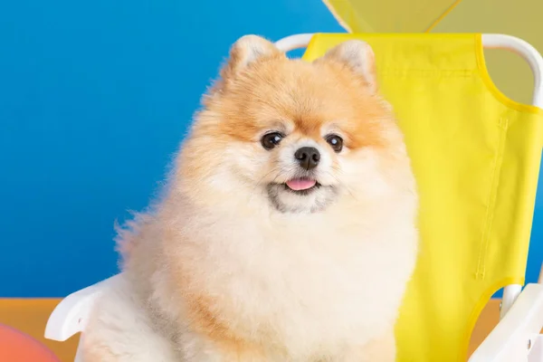 Cute Pomeranian Dog Trip Objects Pet Travel Concept — Fotografia de Stock
