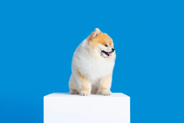 Pomeranian Dog Platform —  Fotos de Stock