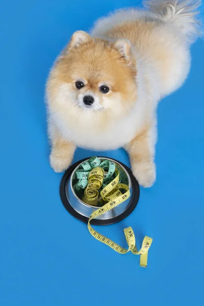 Cute Pomeranian Dog Pet Food Diet — Stock fotografie