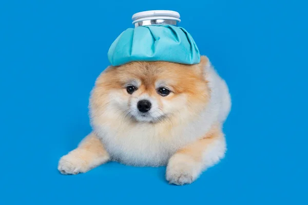 Cute Pomeranian Dog Fever Cold Shot Ice Bag — Stockfoto