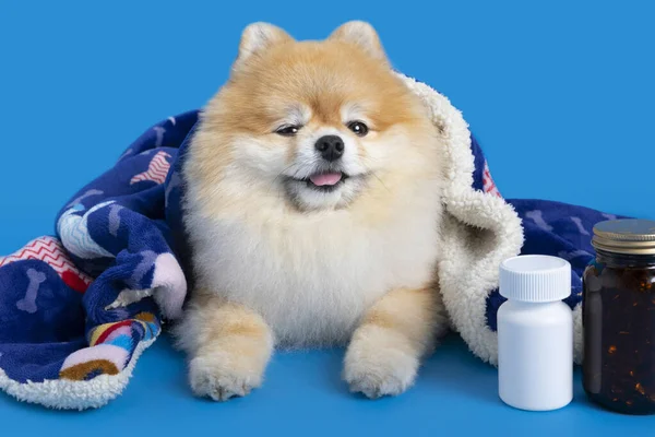 Cute Pomeranian Dog Medicine — стоковое фото