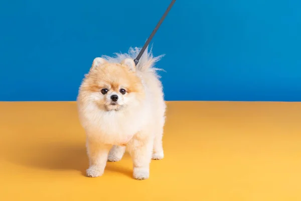 Cute Pomeranian Dog Lead Leash — стоковое фото