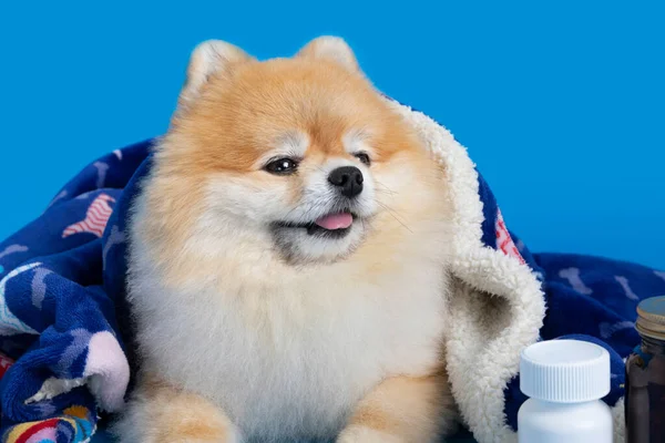 Cute Pomeranian Dog Medicine — Fotografia de Stock