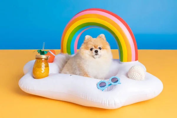 a cute pomeranian dog with trip objects, pet travel concept