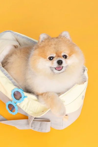 Cute Pomeranian Dog Luggage Bag Pet Travel Concept — Fotografia de Stock