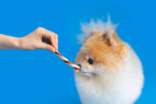 cute pomeranian dog eating snacks, treats