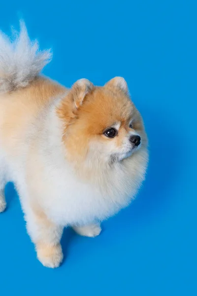 Cute Pomeranian Dog Studio Background — ストック写真