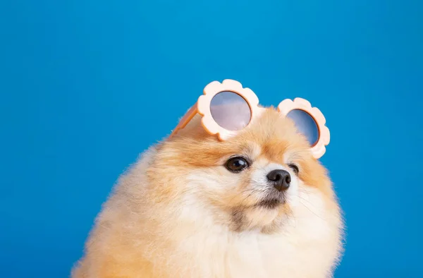 pomeranian dog and sunglasses against studio background