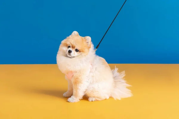 Cute Pomeranian Dog Lead Leash — стоковое фото