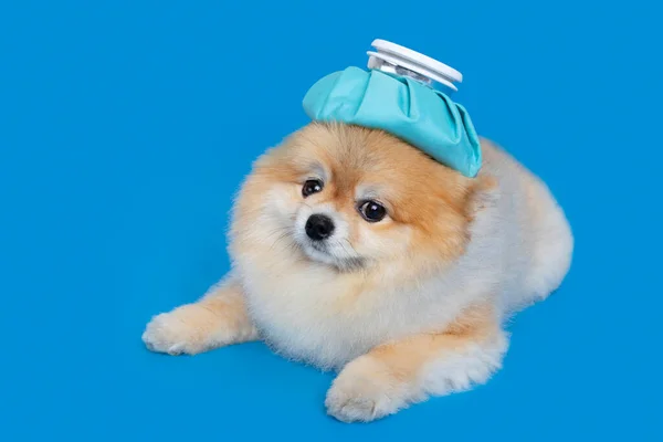 Cute Pomeranian Dog Fever Cold Shot Ice Bag — Fotografia de Stock