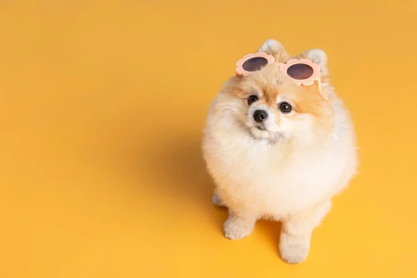 Pomeranian Dog Sunglasses Studio Background — Fotografia de Stock