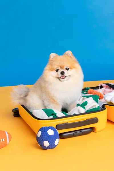 Preparing Trip Pet Cute Pomeranian Dog — Stok fotoğraf