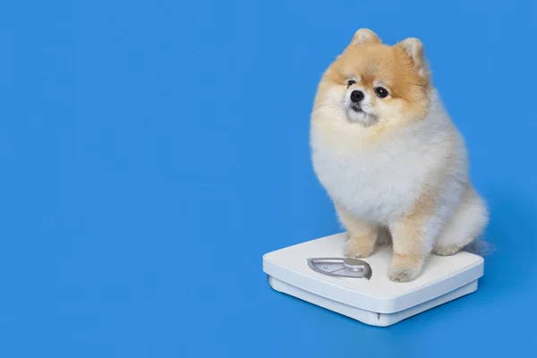 Cute Pomeranian Dog Weighing Scale — Fotografia de Stock