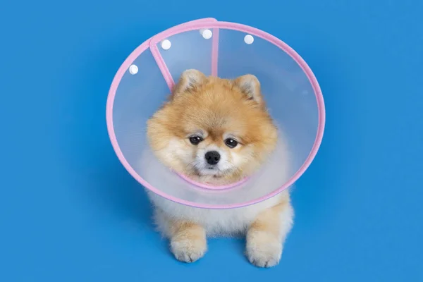 Cute Pomeranian Dog Collar Accessory — Fotografia de Stock