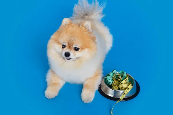Cute Pomeranian Dog Pet Food Diet — Fotografia de Stock