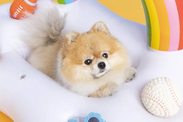 a cute pomeranian dog with trip objects, pet travel concept