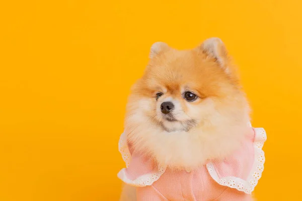 Studio Pet Photography Sitting Pomeranian Dog — Stock Photo, Image