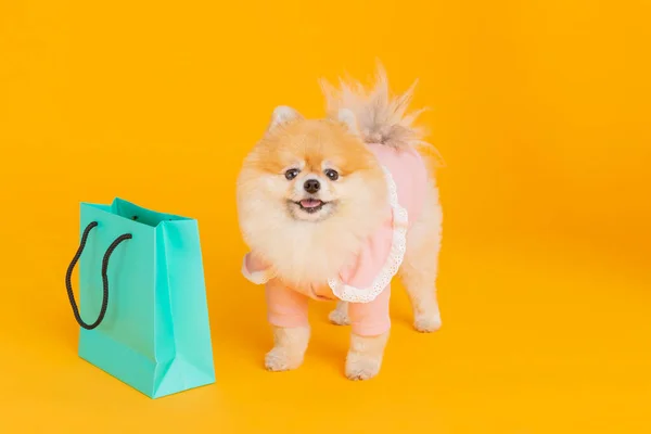 摄影棚宠物摄影 购物袋和波美拉尼亚犬 — 图库照片