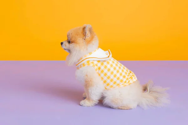 Studio Fotografia Zwierząt Domowych Siedzący Pies Pomeranian — Zdjęcie stockowe