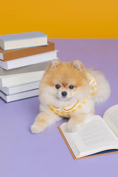 Στούντιο Κατοικίδιο Ζώο Φωτογραφία Βιβλία Και Pomeranian Σκυλί — Φωτογραφία Αρχείου