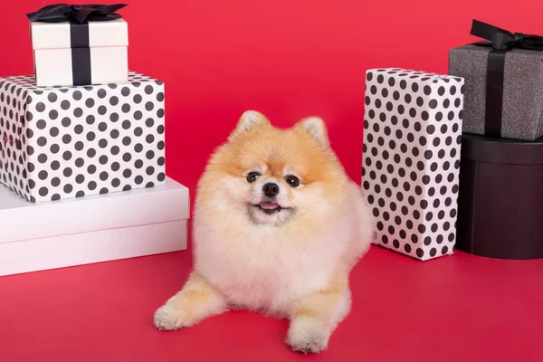 Studio Fotografi Hewan Peliharaan Kotak Hadiah Dan Anjing Pomeranian — Stok Foto