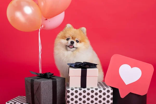 studio pet photography, gift boxes and pomeranian dog