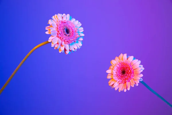 Colorful Flower Background Gerberas — Stock Photo, Image