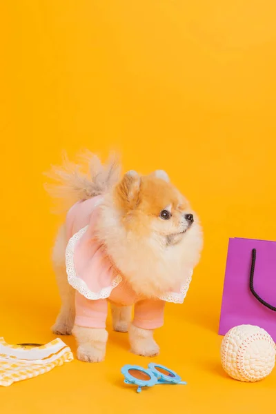 Studio Pet Photography Shopping Concept — Stock Photo, Image