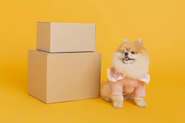 Studio Fotografia Zwierząt Domowych Skrzynka Dostawy Pies Pomeranian — Zdjęcie stockowe