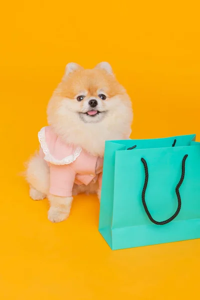摄影棚宠物摄影 购物袋和波美拉尼亚犬 — 图库照片