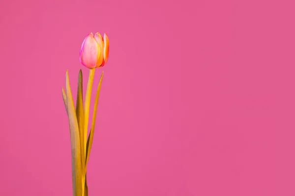 Latar Belakang Bunga Yang Berwarna Warni Tulip — Stok Foto
