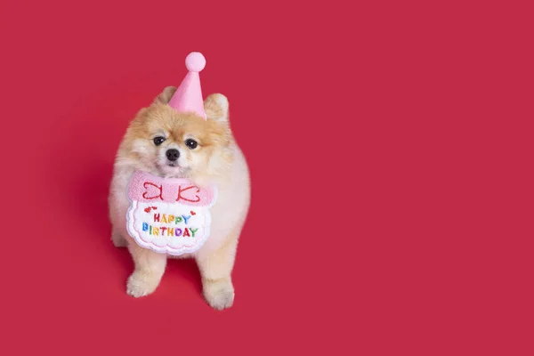 Stüdyo Evcil Hayvan Fotoğrafçılığı Pomeranian Köpek Doğum Günü Partisi — Stok fotoğraf