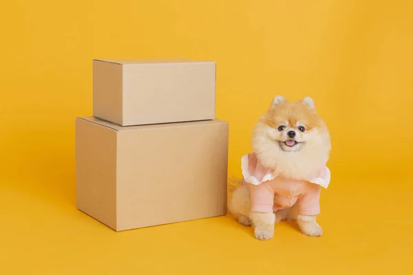 摄影棚宠物摄影 送货箱和宝美拉尼亚犬 — 图库照片