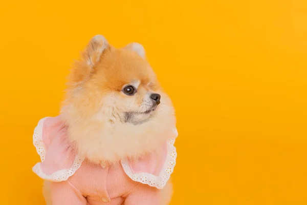 Studio Pet Fotografie Sedící Pomeranian Pes — Stock fotografie
