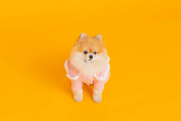 摄影棚宠物摄影 坐波美拉尼亚犬 — 图库照片