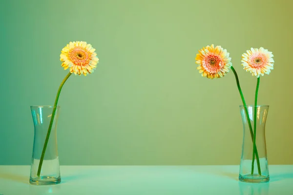 นหล งดอกไม Gerberas — ภาพถ่ายสต็อก