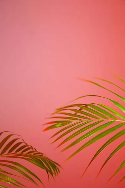 Colorful Flower Background Palm Leaves — Stock Photo, Image