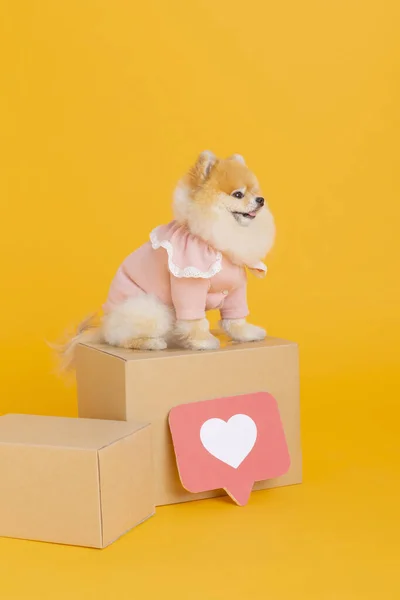 stock image studio pet photography, delivery box and pomeranian dog